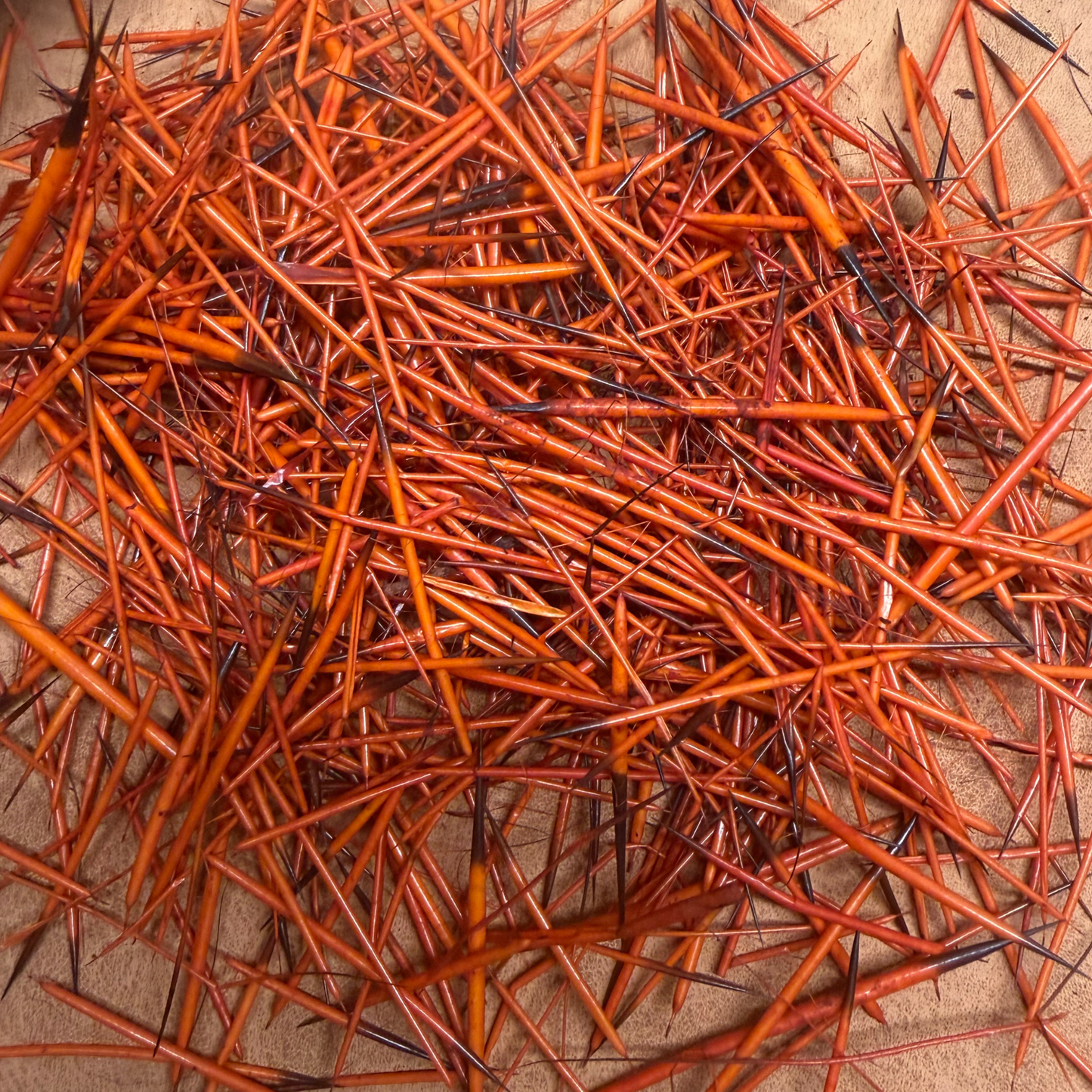Colored Quills *8 Colors to Choose From*